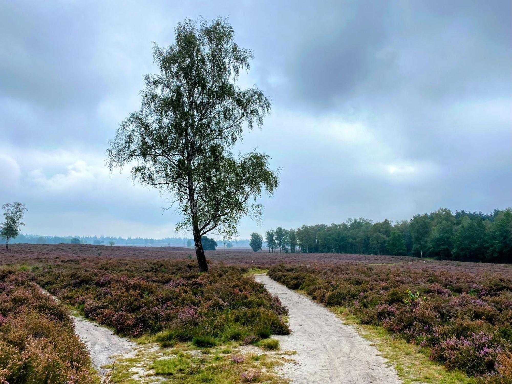 Huisje Aan De Bosrand - Veluwe Epe Exterior foto